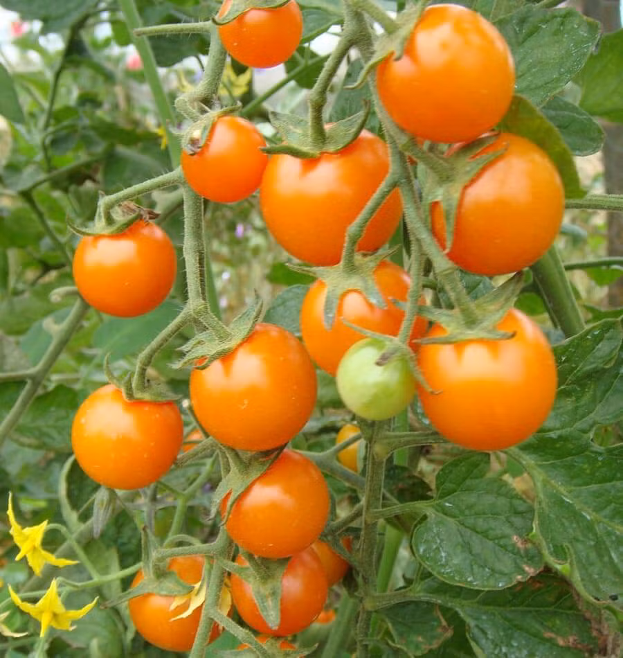 Cũng chứa hàm lượng đường cao đó là cà chua anh đào. Loại cà chua này tuy nhỏ những hương vị rất tuyệt vời. Ảnh: Netdna-ssl.