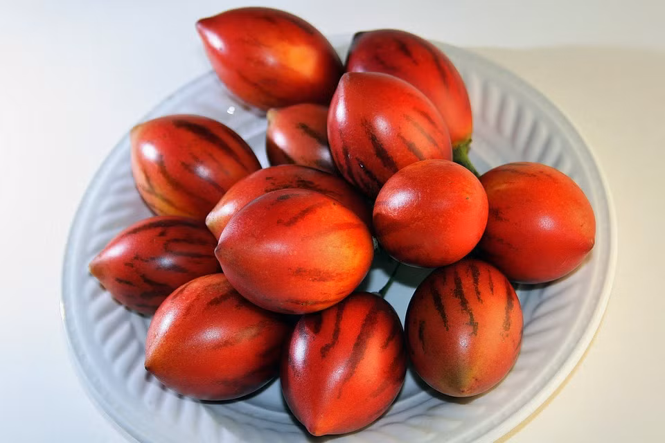 Cà chua thân gỗ được quảng cáo là có công dụng tốt cho sức khỏe, thậm chí ngăn ngừa, phòng tránh ung thư. Ảnh: Pixabay.