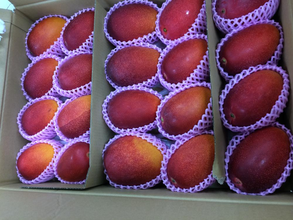 Có giá tới 1,3 triệu - 1,7 triệu đồng mỗi quả, nhưng giống xoài độc lạ có màu đỏ, xuất xứ từ Miyazaki - Nhật Bản vẫn đang "làm mưa làm gió" tại Việt Nam trong những ngày gần đây. Ảnh: Alicdn.