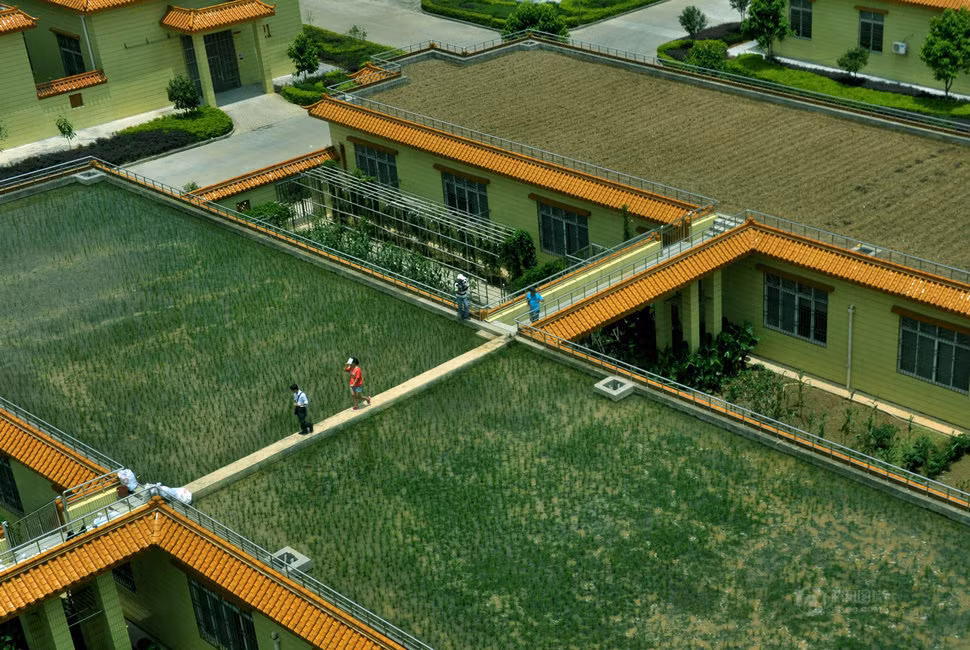 Vựa lúa trên mái nhà. Một doanh nghiệp tại thành phố Liễu Châu, Trung Quốc còn mạnh dạn thực hiện việc cấy hái cày bừa trên mái nhà và kết quả cho năng suất khá cao.