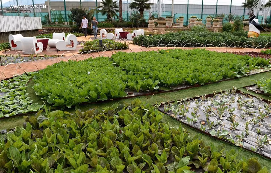 Ngam nhin nhung trang trai dac biet tren mai nha-Hinh-2