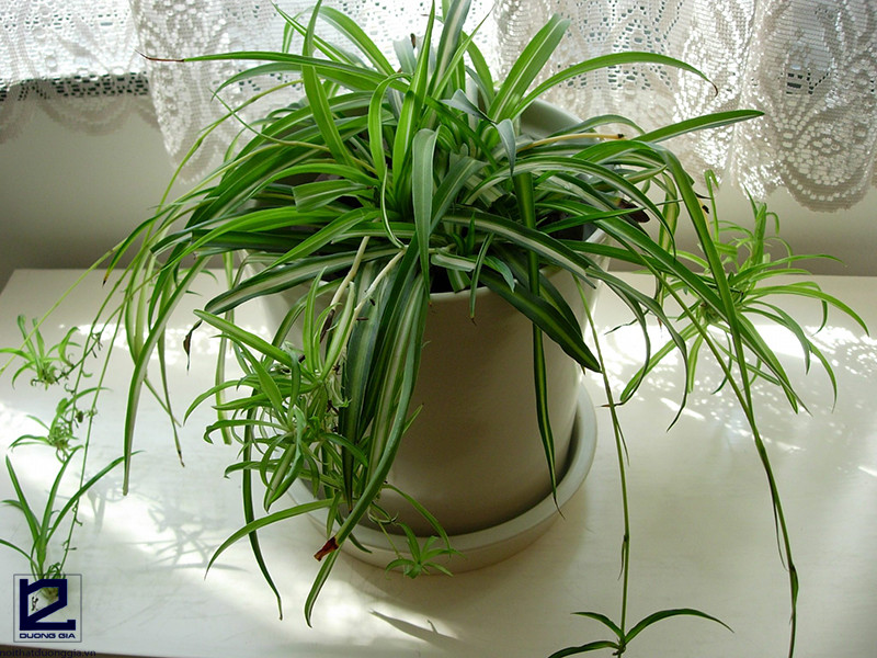 Loại cây này dễ chăm sóc với lá phát triển dài đến 60cm, màu vàng xanh đẹp mắt.