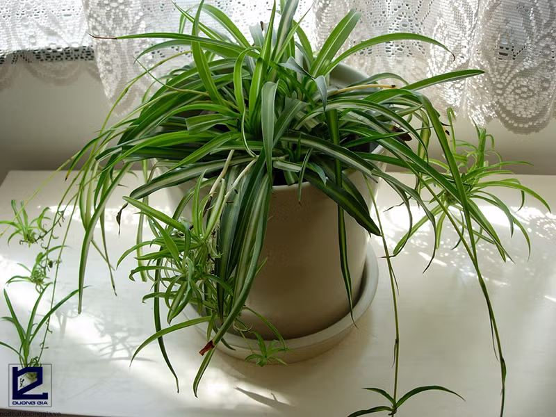 Loại cây này dễ chăm sóc với lá phát triển dài đến 60cm, màu vàng xanh đẹp mắt.