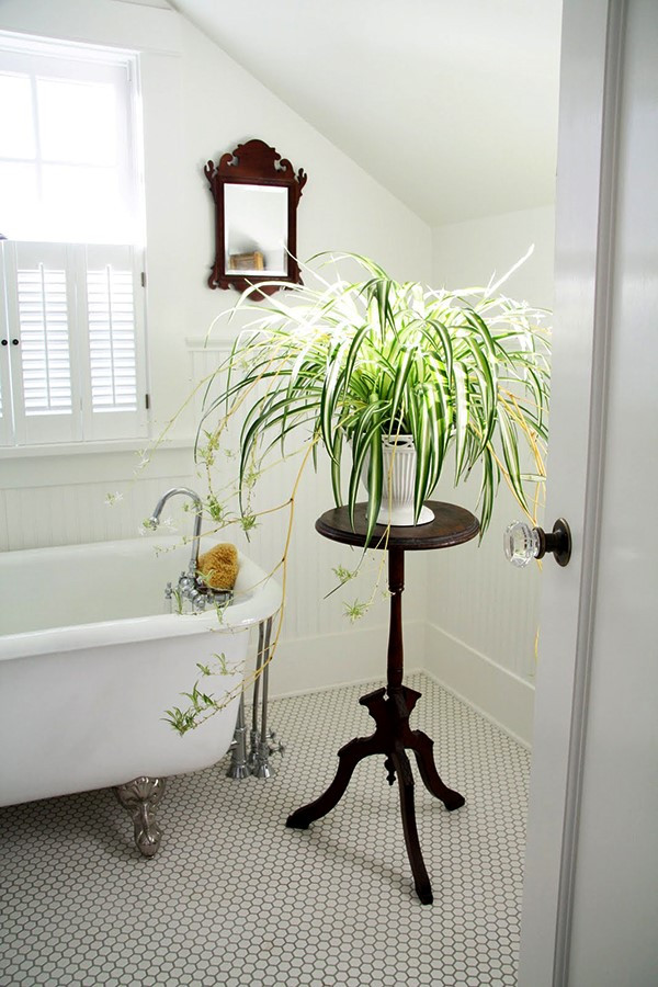 Bạn cũng có thể treo một chậu cây dây nhện trong góc phòng tắm nhà mình vừa để trang trí vừa làm phòng tắm thêm xanh mát. Ảnh: Marryliving.