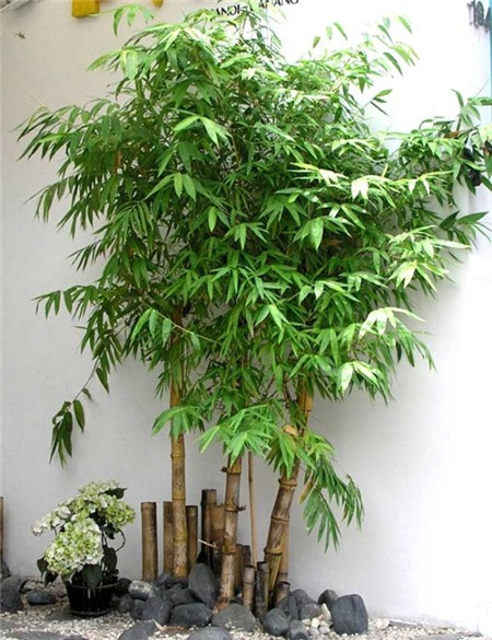 Cây tre với thân cao, lá nhỏ cũng đem đến nét thanh lịch cho phòng tắm nhà bạn. Ảnh: Cayxanhviet.