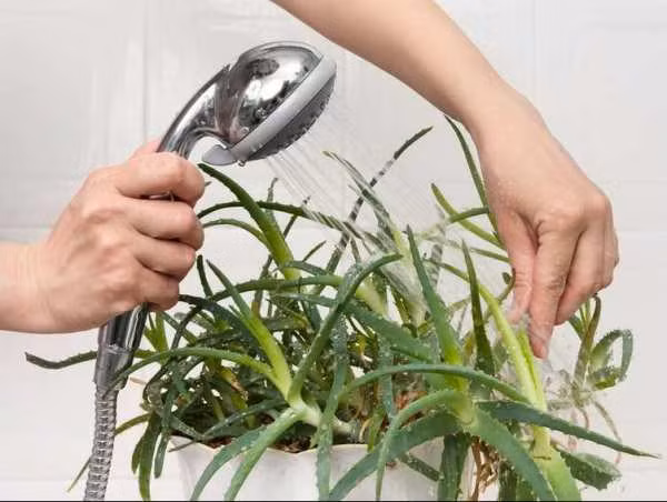 Bạn có thể đặt một chậu nha đam nho nhỏ gần bồn tắm, trên bậc cửa sổ, trong góc phòng, trên kệ hoặc treo lên tường. Ảnh: Marryliving.