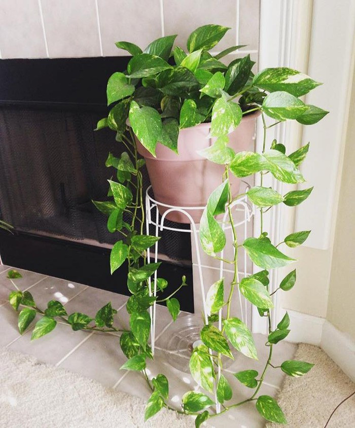 Với khả năng loại bỏ một số hoá chất như arbon monoxide và benzen, cây trầu bà cũng là một lựa chọn thích hợp để trồng trong nhà tắm. Ảnh: Zadn.