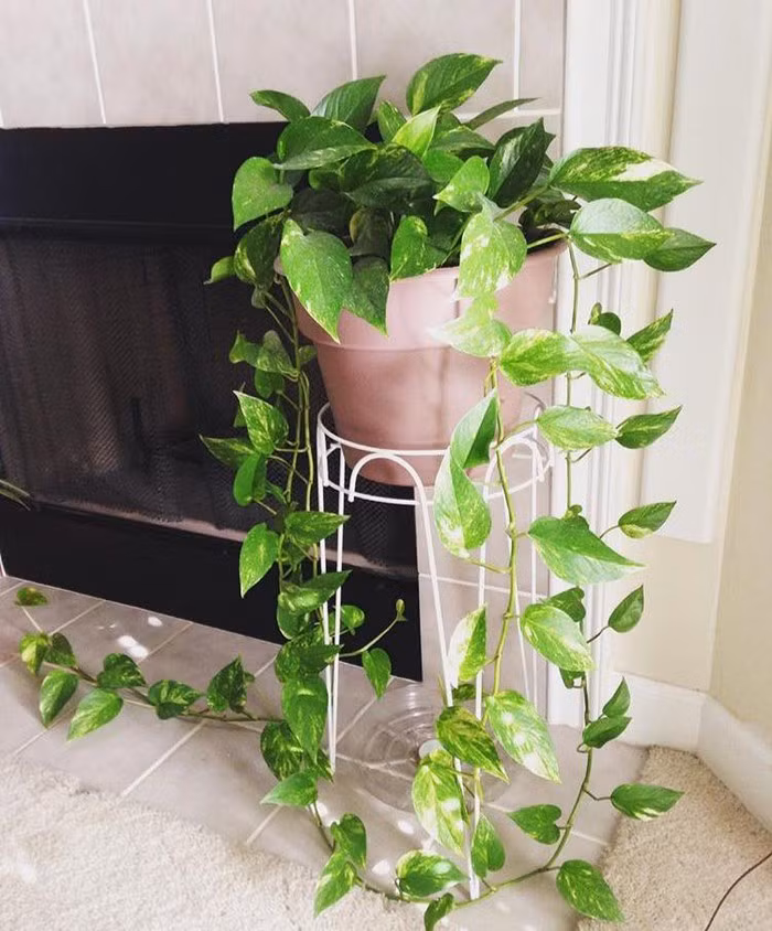 Với khả năng loại bỏ một số hoá chất như arbon monoxide và benzen, cây trầu bà cũng là một lựa chọn thích hợp để trồng trong nhà tắm. Ảnh: Zadn.