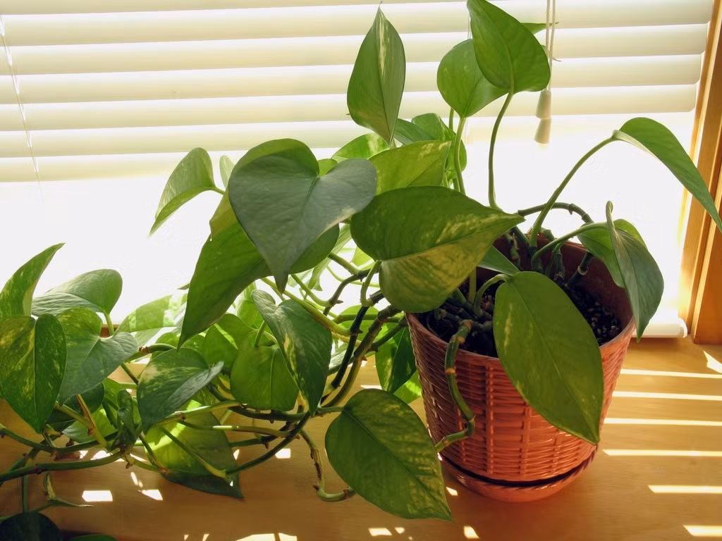 Tương tự như cây lưỡi hổ, trầu bà không cần nhiều đến ánh sáng mặt trời mà vẫn có thể phát triển xanh tốt.