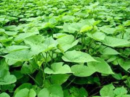 Đầu năm 2014, chính quyền tỉnh Vĩnh Long phát đi thông báo cảnh báo việc xuất hiện các thương lái đến từ Trung Quốc đi thu mua lá khoai lang non với giá 10.000-20.000 đồng/kg. Điều kiện các thương lái đặt ra khi thu mua là lá khoai tươi khi chưa thu hoạch củ, còn lá sau thu hoạch không mua.