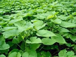 Đầu năm 2014, chính quyền tỉnh Vĩnh Long phát đi thông báo cảnh báo việc xuất hiện các thương lái đến từ Trung Quốc đi thu mua lá khoai lang non với giá 10.000-20.000 đồng/kg. Điều kiện các thương lái đặt ra khi thu mua là lá khoai tươi khi chưa thu hoạch củ, còn lá sau thu hoạch không mua.