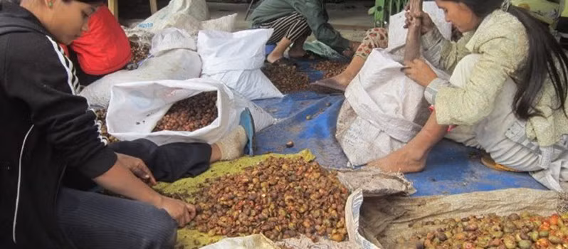 Hạt mây rừng cũng được thu mua với giá từ 60.000 - 70.000 đồng/kg.