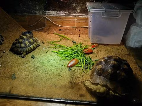 Chị Hồ Ngọc Thúy (27 tuổi) chủ quán cafe này cho biết: “Sở dĩ quán cà phê của chúng tôi được gọi là quán cà phê bò sát bởi ở đây khách hàng vừa uống cà phê vừa được ngắm những loài bò sát Nam Mỹ quý hiếm và chơi đùa với chúng". Ảnh: FB