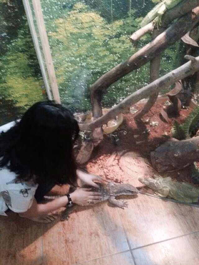 Khách thích thú chơi đùa với những chú tắc kè. Ảnh: FB.