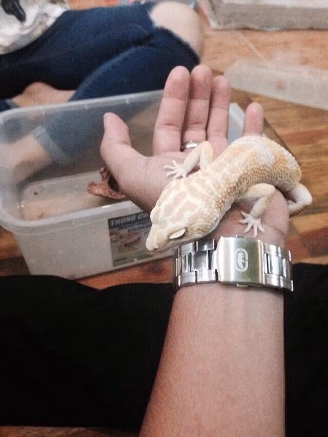 Theo chị Thủy, ý tưởng chủ đạo của quán là thiên nhiên động vật hoang dã, nhưng tôi chọn bọ sát là loài chủ đạo vì nó thường là những con vật nhỏ nhắn và thân thiện. Hiện tại trong quán có trên 10 loại bò sát như: Trăn, rắn, rồng Nam Mỹ, rùa cạn,rùa nước, nhện, tắc kè… Ảnh: FB.