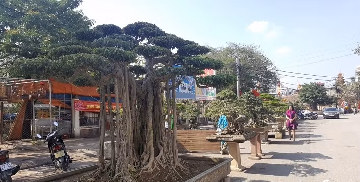 Dù không phải làng nghề cây cảnh, thế nhưng người dân làng Triều Khúc (huyện Thanh Trì, Hà Nội) có rất nhiều "nghệ nhân" mê chơi cây cảnh. Cứ mỗi dịp tháng Giêng, tháng hai, làng Triều Khúc thường tổ chức mở hội trong đó những gian hàng cây cảnh luôn không thể thiếu để thu hút khách thập phương đổ về đây chiêm ngưỡng. Ảnh: VTCNews.