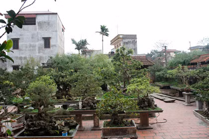 Xã Hồng Vân có 128/1.535 hộ tham gia trồng cây cảnh với tổng diện tích gần 25 ha, thu nhập hàng năm ước đạt 300 - 400 triệu đồng/hộ. Ảnh: VTCNews.