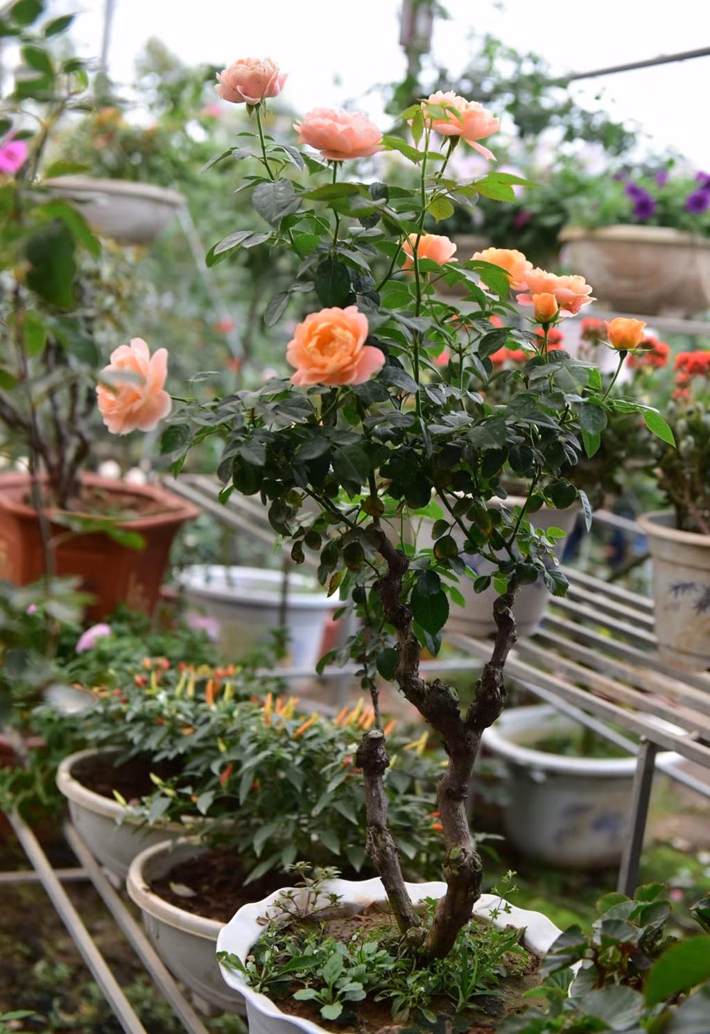 Hồng Juliet rất đặc biệt, mỗi bông có đến 90 lớp cánh tạo chiều sâu hút mắt. Đường kính bông hoa có thể lên đến 9 cm. Mỗi chùm có từ 3 đến 5 bông trong rất đẹp. Ảnh: Zing.