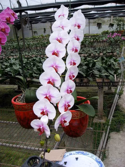 Những chậu lan loại dài từ 25-30 bông với giá dao động từ 8-10 triệu đồng. Đặc biệt, một bông lan có kích thước to bằng 2 bàn tay được ưa chuộng hơn hẳn. Ảnh: Em Đẹp.