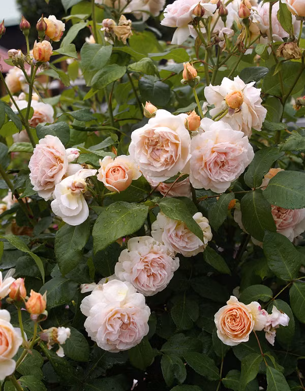 Hoa hồng Juliet từ xưa đến nay vẫn rất hút hàng, một chậu hoa như thế này có giá 1,5 triệu đồng đang được nhiều người mua về chơi Tết. Ảnh: Vuonhoavanloan.