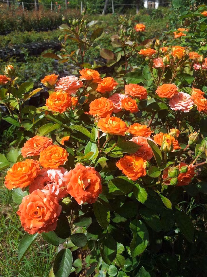 Hoa hồng leo Thái Lan có khả năng sinh trưởng tốt, cho hoa to đẹp, màu sắc rực rỡ... dù có giá khá đắt từ 1 triệu đồng lên đến cả hàng chục triệu/cây nhưng vẫn rất được ưa chuộng. Ảnh: Vuonhoavanloan.