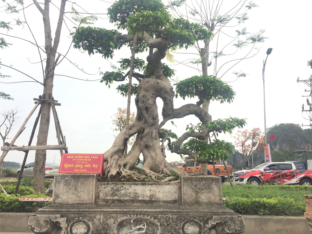 Tác phẩm Ngênh phong chiếu thủy uốn lượn rất uyển chuyển ở phần thân cây tạo sức hấp dẫn đặc biệt đến người xem.