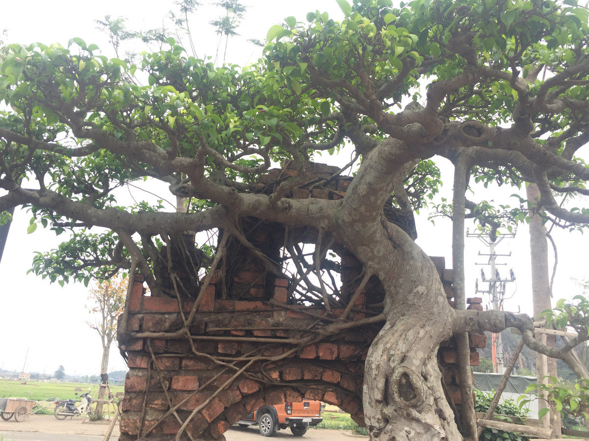 Anh Toán, một người có nhiều năm kinh nghiệm chơi cây cảnh cho biết: "Để có được phần rễ nhanh cây ôm trọn, chạy quanh chiếc cổng gạch như thế này, người chăm phải rất kỳ công trong việc chăm sóc và tạo thế cây...".