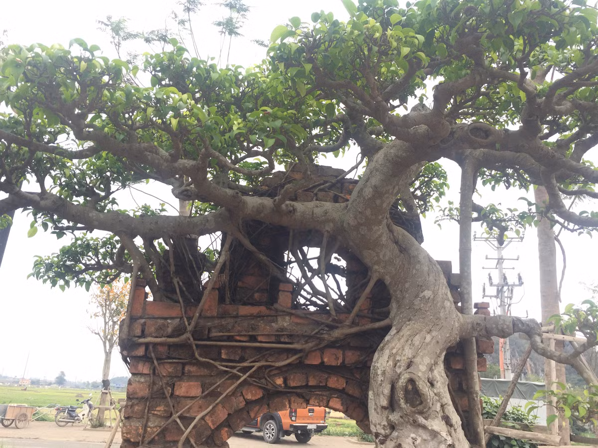 Anh Toán, một người có nhiều năm kinh nghiệm chơi cây cảnh cho biết: "Để có được phần rễ nhanh cây ôm trọn, chạy quanh chiếc cổng gạch như thế này, người chăm phải rất kỳ công trong việc chăm sóc và tạo thế cây...".