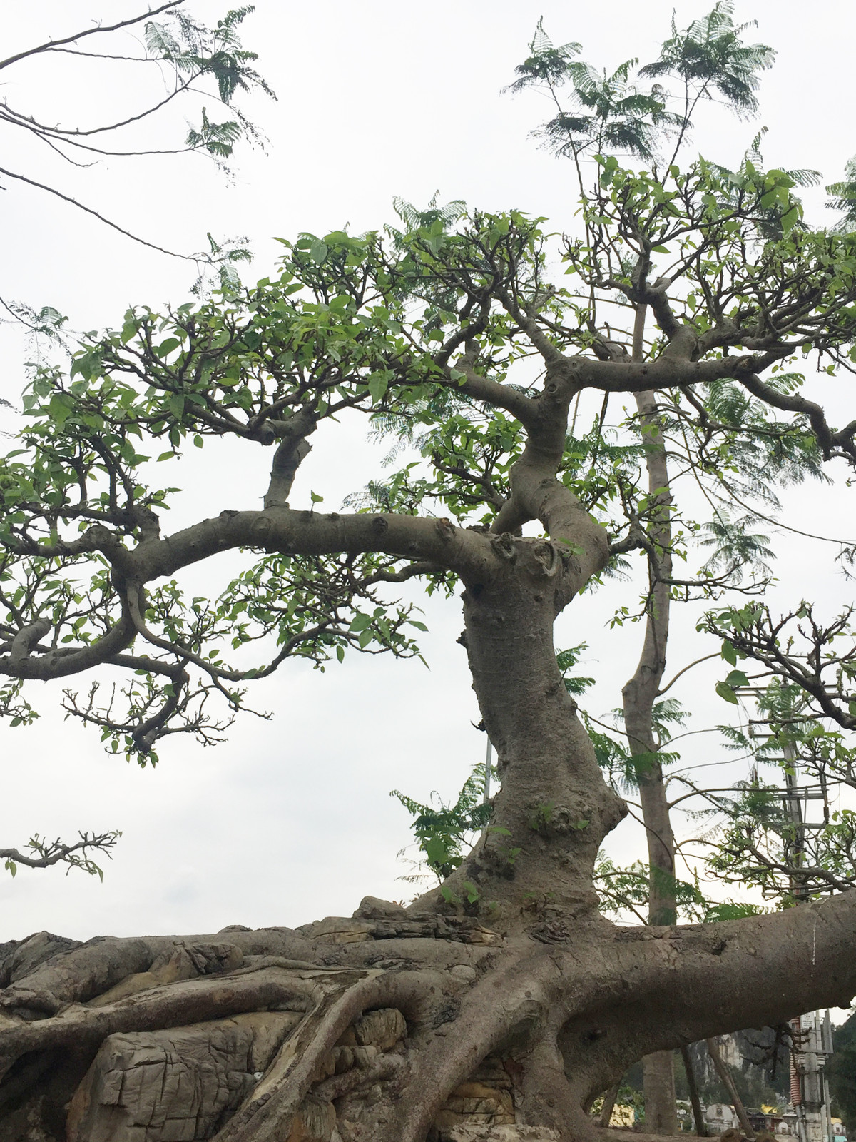 Cây gây chú ý với phần thân được chia làm hai hướng hoàn toàn tách biệt. Một thân dáng trực thẳng đứng lên phía trời xanh...