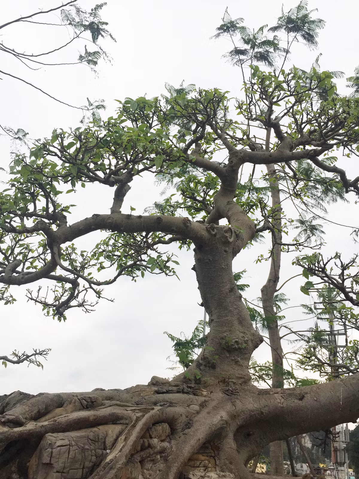 Cây gây chú ý với phần thân được chia làm hai hướng hoàn toàn tách biệt. Một thân dáng trực thẳng đứng lên phía trời xanh...