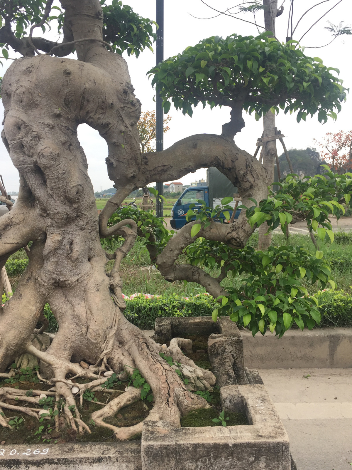 Cây sanh này được đánh giá là tuyệt tác mềm mại và rất nghệ thuật. Tuổi thọ của cây lên đến hơn 100 năm tuổi.