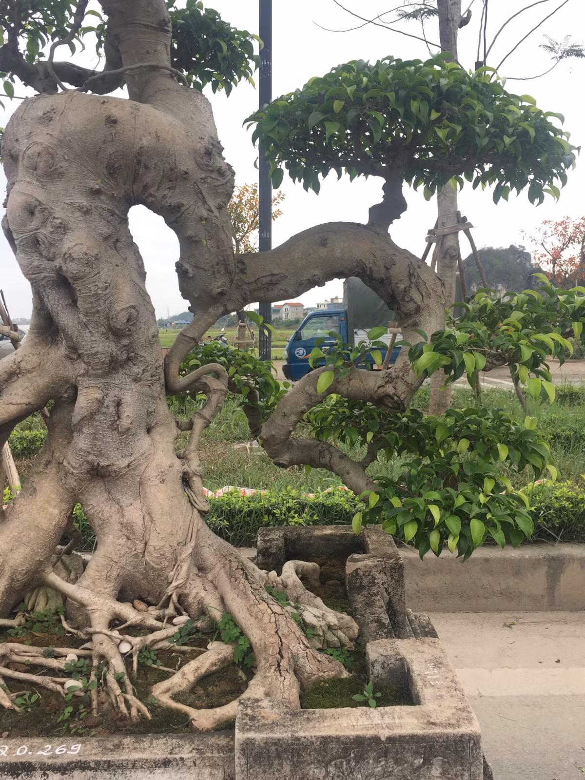 Cây sanh này được đánh giá là tuyệt tác mềm mại và rất nghệ thuật. Tuổi thọ của cây lên đến hơn 100 năm tuổi.