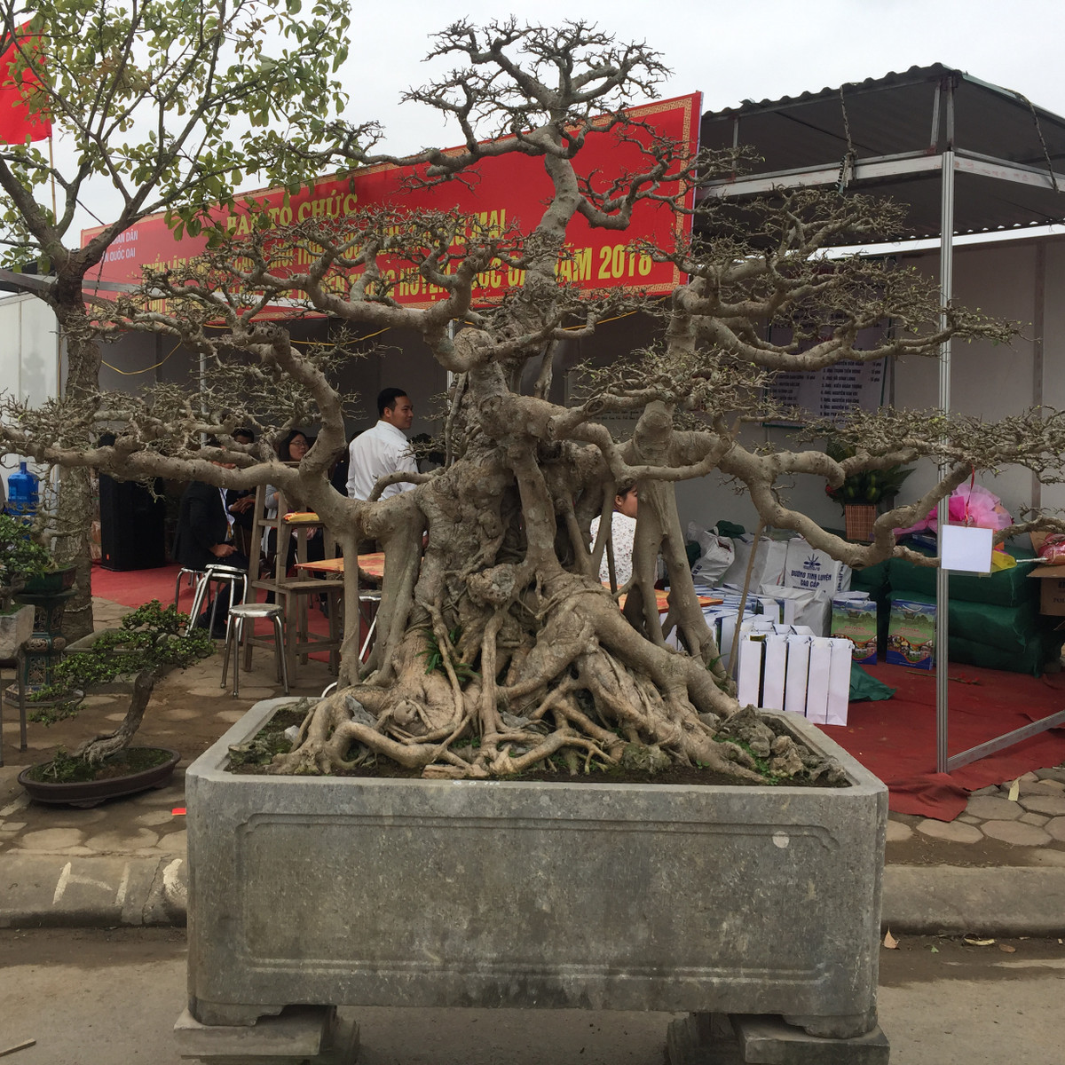 Một trong số đó phải kể đến tác phẩm "Sanh hóa thạch" của anh Chữ Minh Nghiệp ở Văn Giang, Hưng Yên. Có tuổi đời lên đến hơn 300 năm tuổi, những cây sanh cổ hóa thạch của anh được trả giá rất cao lên đến hàng tỷ đồng nhưng anh vẫn chưa muốn bán.