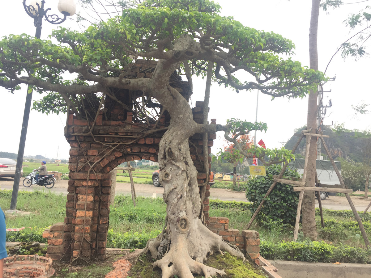 Cây sanh cổng làng có giá vài trăm triệu gây chú ý bởi thế cây được tạo dáng song hành với cổng làng cổ được mô phỏng lại rất chân thực.