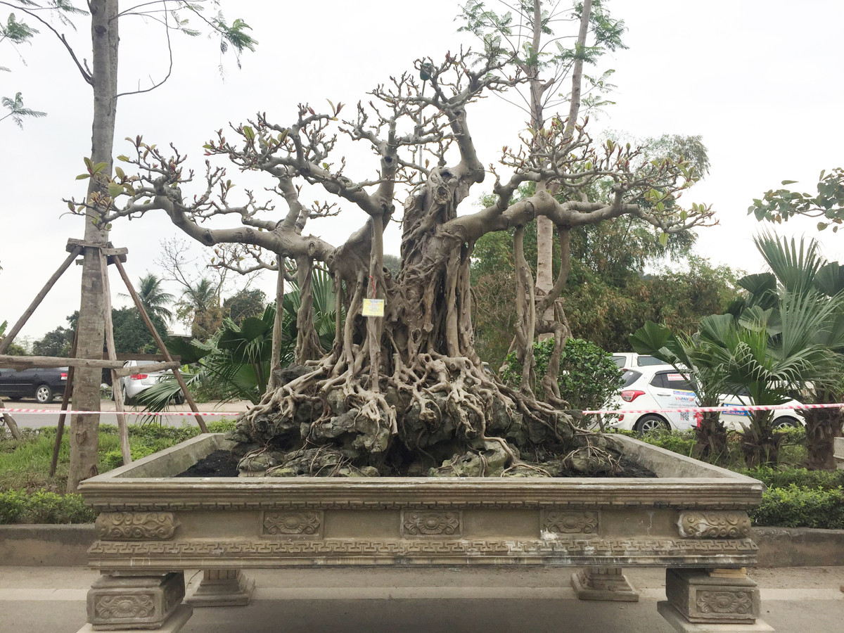 Cây đa cổ thụ của ông Nguyễn Văn lộc ở Đông Mỹ, Thanh Trì, Hà Nội đang được trưng bày tại Triển lãm Sinh vật cảnh huyện Quốc Oai tạo sự chú ý đặc biệt bởi sức hấp dẫn đến từ những đường chạy gân quốc của bộ rễ. Cây Đa cổ dáng làng cao đến 1,9m thể hiện khá rõ sự già cỗi của nó. Theo đánh giá của ông Nguyễn Gia Thọ, Chủ tịch hội sinh vật cảnh Hà Nội, đây là một tác phẩm rất hiếm gặp. Cây thuộc dòng tứ quý biểu tượng cho sức sống mãnh liệt...