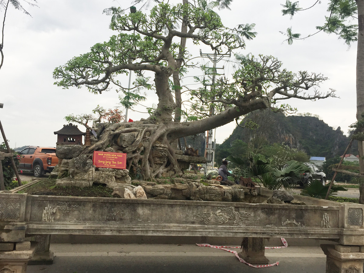 Tác phẩm Song long tọa sơn của nhà vườn Hòa Taxi nhận được rất nhiều lời khen từ mọi người bởi thế cây khác lạ.
