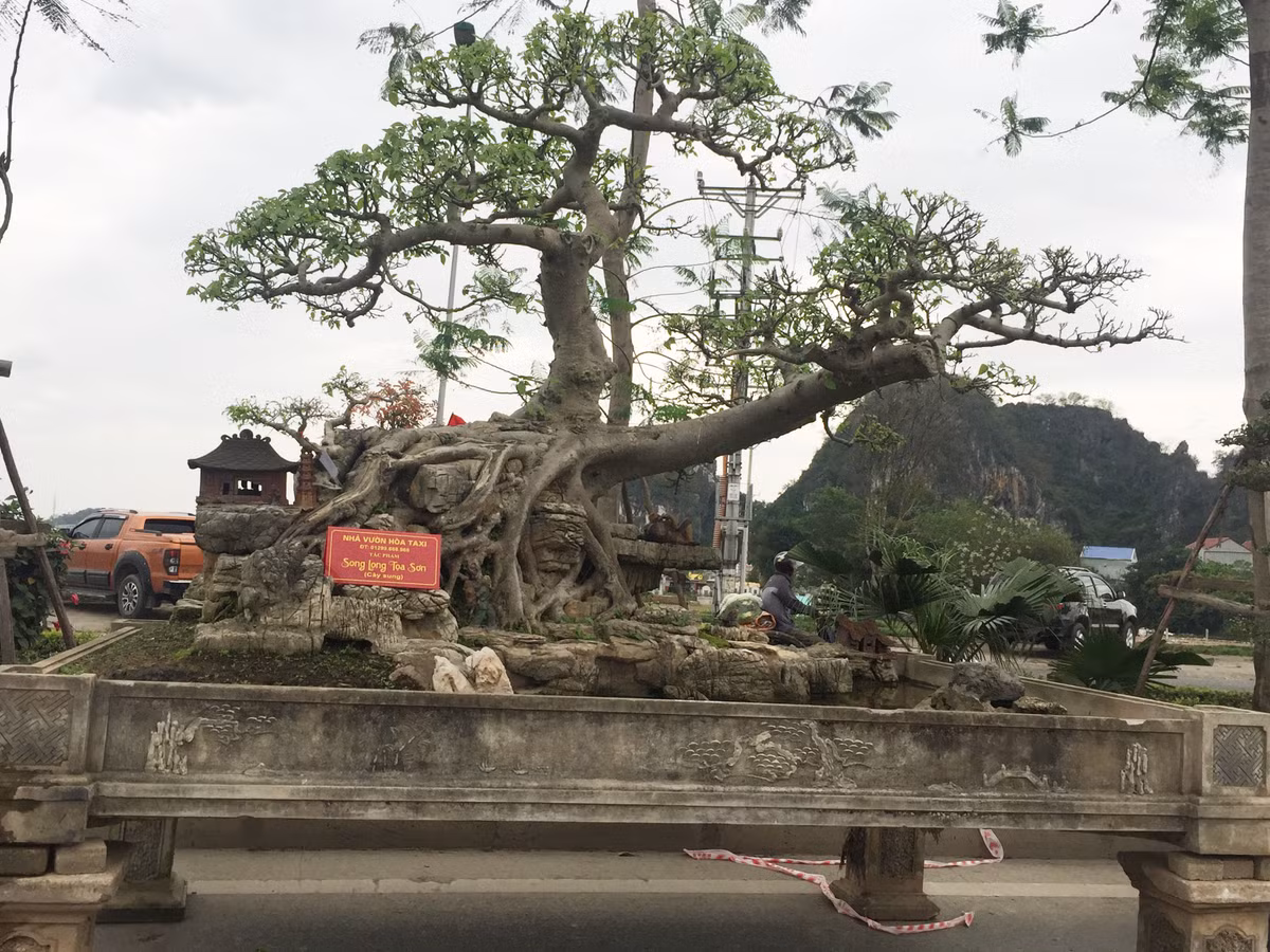 Tác phẩm Song long tọa sơn của nhà vườn Hòa Taxi nhận được rất nhiều lời khen từ mọi người bởi thế cây khác lạ.