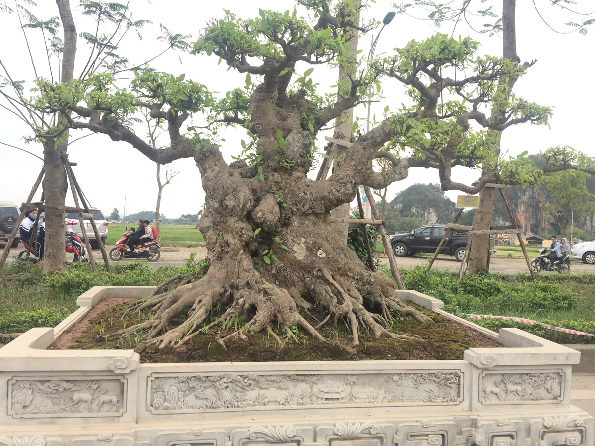 Một trong những cây cảnh tạo cơn sốt ở Triển lãm lần này là tác phẩm Vạn lôc đa sung của Đỗ Văn Huy ở Chương Mỹ, Hà Nội.