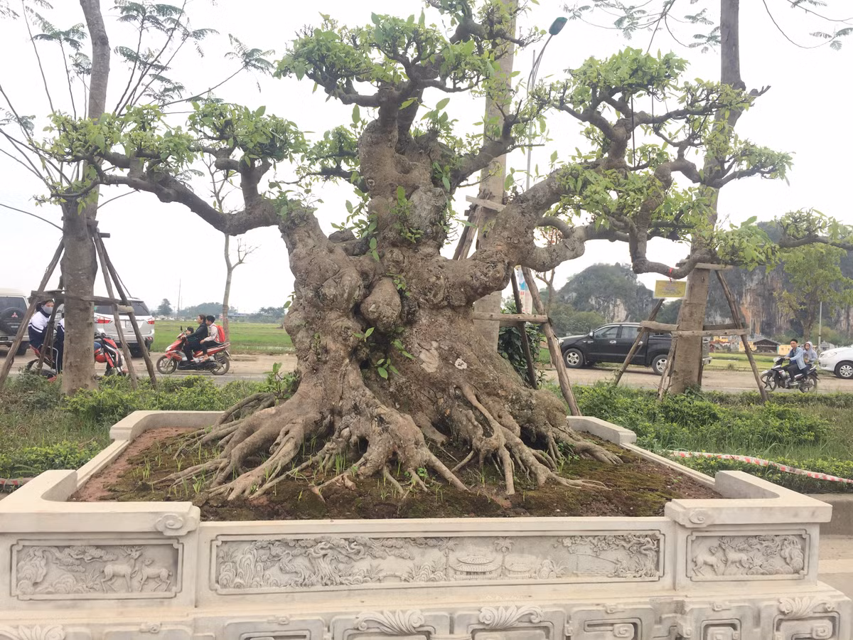 Một trong những cây cảnh tạo cơn sốt ở Triển lãm lần này là tác phẩm Vạn lôc đa sung của Đỗ Văn Huy ở Chương Mỹ, Hà Nội.