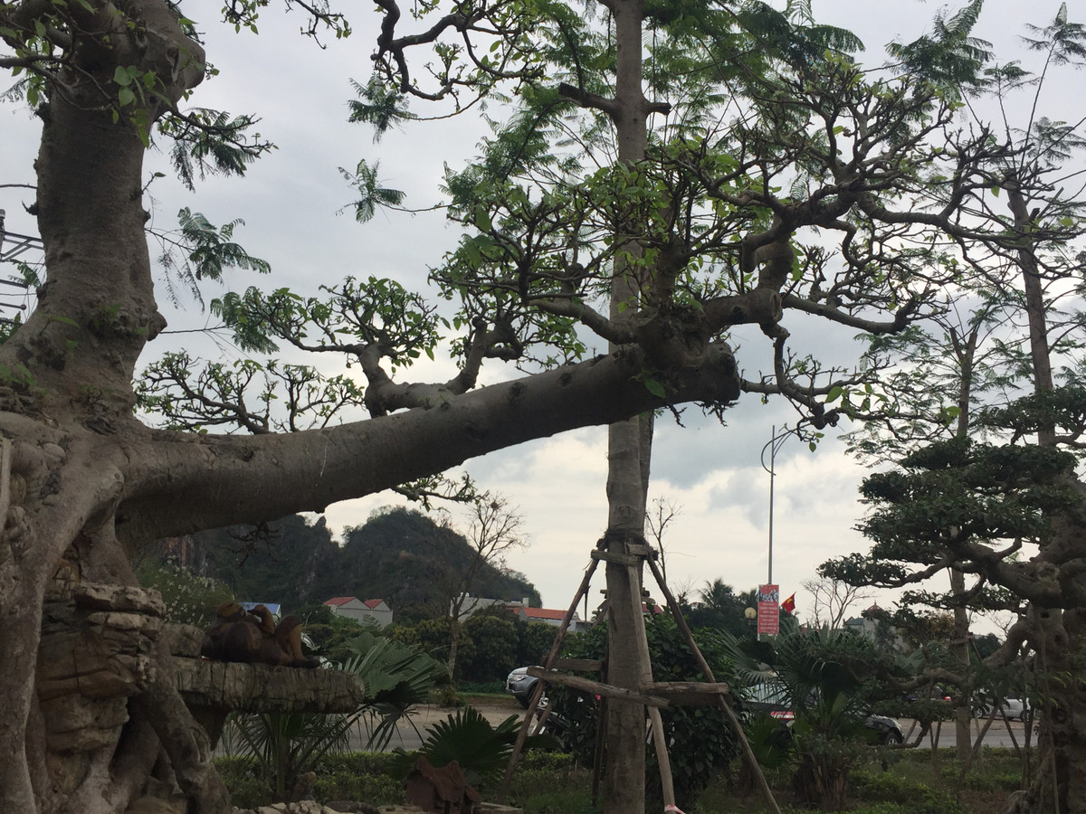 ... còn thân kia lại hướng ngang rất lạ mắt.