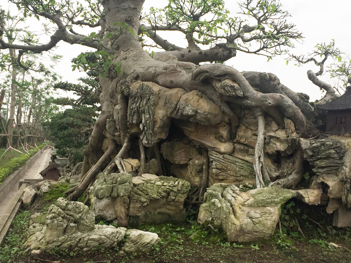 Cùng với đó bộ rễ của cây ôm trọn các phiến đá tự nhiên trông rất đẹp. Dù không công khai mức giá cụ thể nhưng nhiều người sành chơi cây dự đoán tác phẩm này phải có giá trên dưới 1 tỷ đồng.