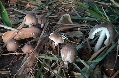 Nấm mối là đặc sản tự nhiên của vùng Đông Nam Bộ. Dù giá đắt nhưng vẫn rất nhiều người sẵn sàng chi trả để thưởng thức, thậm chí cung không đủ cầu. Ảnh: Thiennhien.