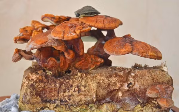 Cá biệt có những chậu nấm linh chi bonsai giá lên tới vài chục triệu một chậu nhưng vẫn được nhiều người săn tìm. (Ảnh Biendao24h)