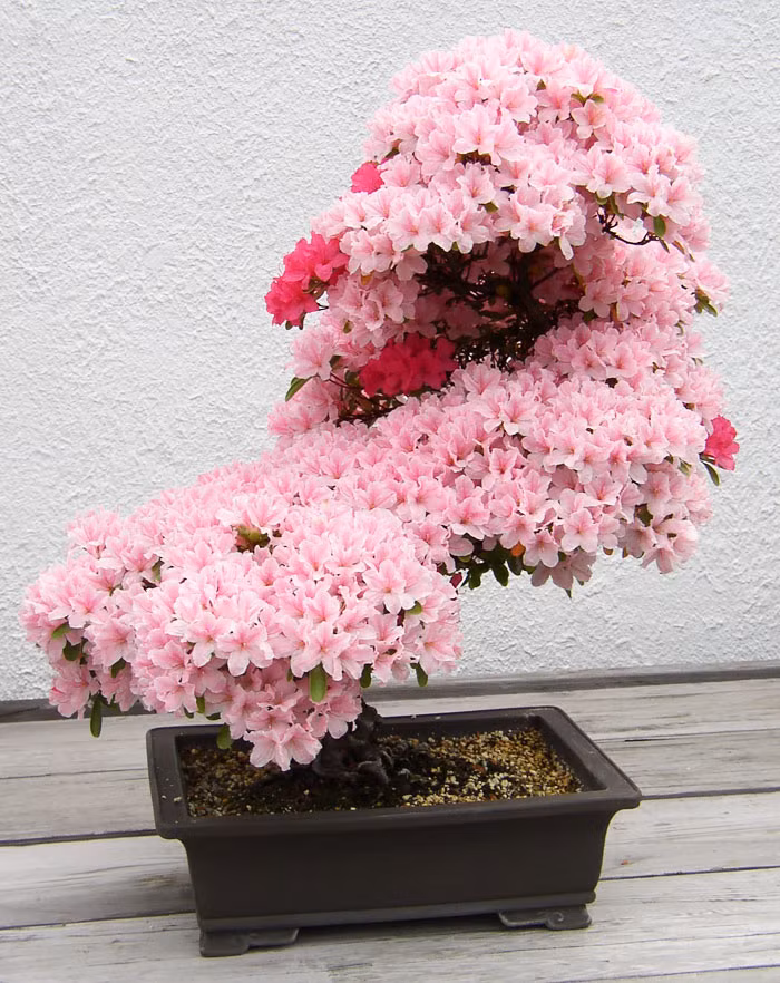 Chậu hoa đỗ quyên nở hoa hồng phủ kín thân lạ mắt.