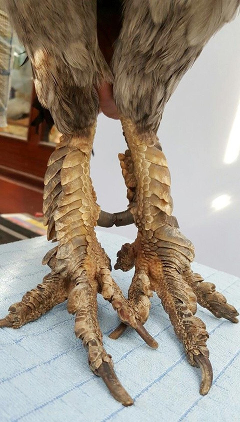 Cận cảnh hai đôi chân chi chit vảy rồng độc đáo của giống gà này. Ảnh: Dân Việt.