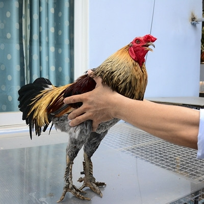 Giá cả cao hay thấp phụ thuộc rất nhiều vào hình dáng và màu sắc của từng chú gà. Có những con giá chỉ từ 1 - 2 triệu nhưng đối với những con gà dáng cao, màu đẹp, chân nhiều vảy rồng thì giá có thể trên dưới 10 triệu đồng.