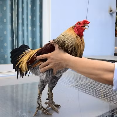 Giá cả cao hay thấp phụ thuộc rất nhiều vào hình dáng và màu sắc của từng chú gà. Có những con giá chỉ từ 1 - 2 triệu nhưng đối với những con gà dáng cao, màu đẹp, chân nhiều vảy rồng thì giá có thể trên dưới 10 triệu đồng.