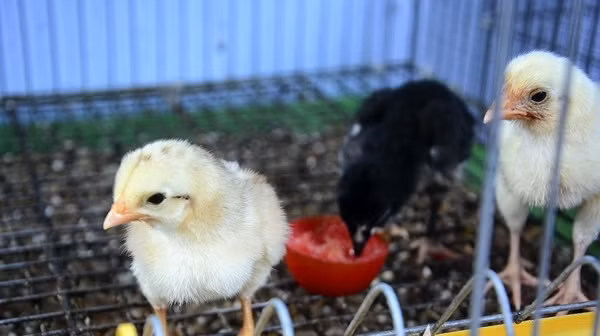 Mỗi con gà vảy rồng được nuôi từ nhỏ đến khi trưởng thành mất từ 8 đến 10 tháng. Để đảm bảo cho gà khỏe mạnh thì chế độ chăm sóc phải đúng tiêu chuẩn về dinh dưỡng, vệ sinh chuồng trại, tiêm phòng. Đối với gà con 1 tháng tuổi có giá từ 400 đến 500 ngàn đồng/con, gà tơ có giá từ 3 đến 5 triệu đồng/con. Gà lớn có giá từ 6 triệu đến 20 triệu đồng/con. Ảnh: Saostar.