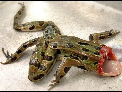 Ếch dù không có não vẫn có thể hoạt động giống như một con ếch bình thường. Các nhà khoa học đã thử nghiệm 1 con ếch mất đầu và nhận thấy lật ngửa con ếch, nó sẽ lật lại; nếu kéo chân, ếch sẽ co lại hoặc nhảy. Nếu thả vào nước, nó sẽ bơi và nhảy ra.