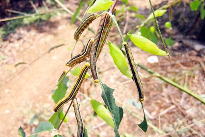 Sở dĩ được gọi là sâu muồng vì chúng ăn lá cây muồng. Một loài cây người dân Tây nguyên trồng xen canh giữa vườn cà phê để chắn gió. Ảnh: Tuổi Trẻ.